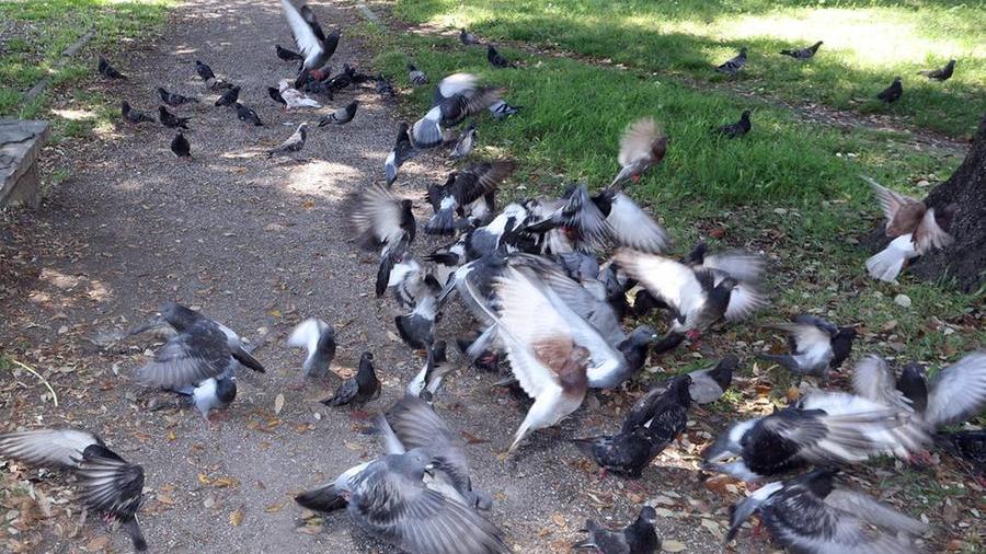 I piccioni in un parco (foto d'archivio)