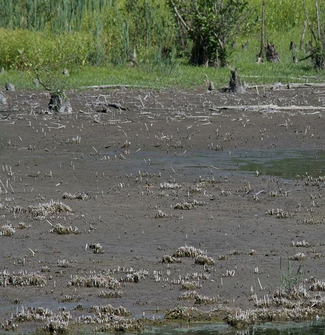 «Spariti gli animali dal lago di Porta»: l’esposto in procura dei fotografi