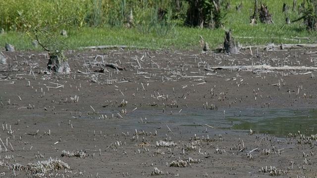 «Spariti gli animali dal lago di Porta»: l’esposto in procura dei fotografi