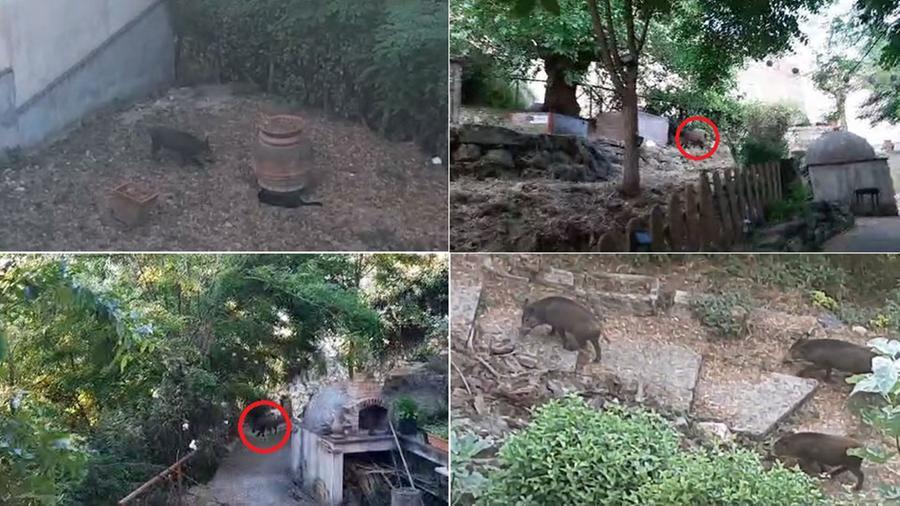 Roccastrada, pensionata “prigioniera” dei cinghiali: «Non posso uscire di casa, qualcuno deve aiutarmi»