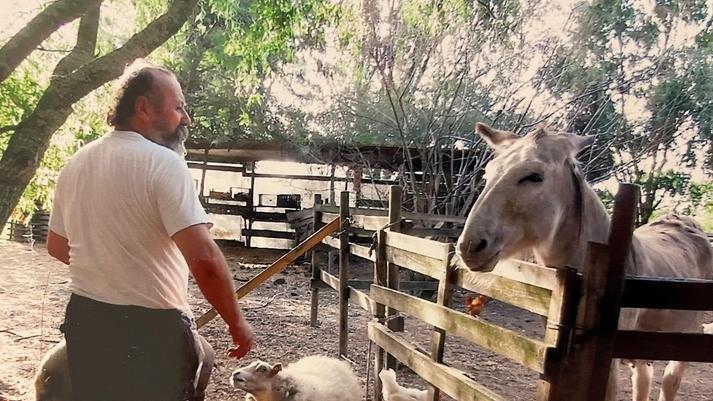 Viconovo, le volpi si mangiano tutti i polli. Fattoria didattica rischia lo stop