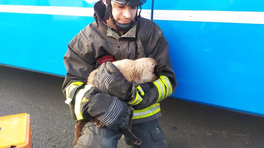 Scortichino, gatto finisce sotto al bus: salvato dai pompieri