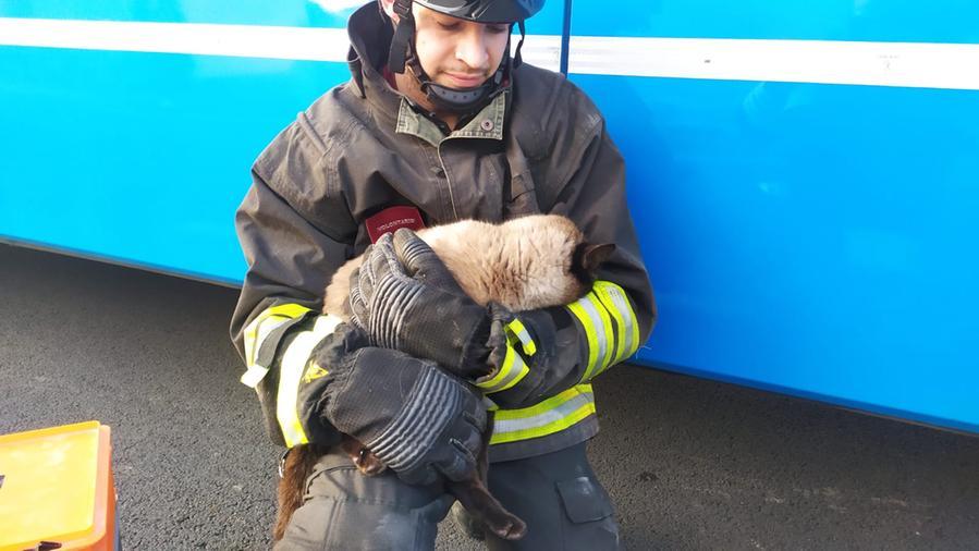 Scortichino, gatto finisce sotto al bus: salvato dai pompieri
