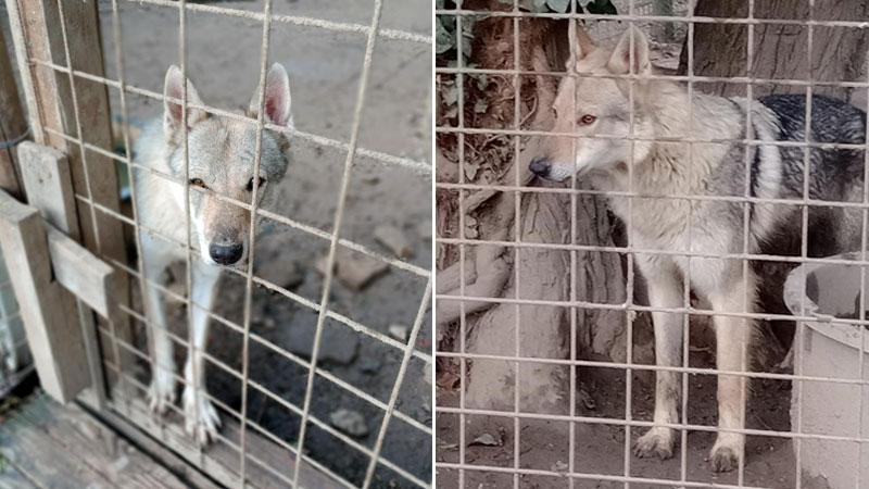 Due dei lupi cecoslovacchi più anziani che sono ancora a Marina in attesa che qualcuno decida di prenderli in affidamento