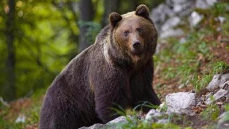 
	L'orso M90 &egrave; stato abbattutto in Trentino

