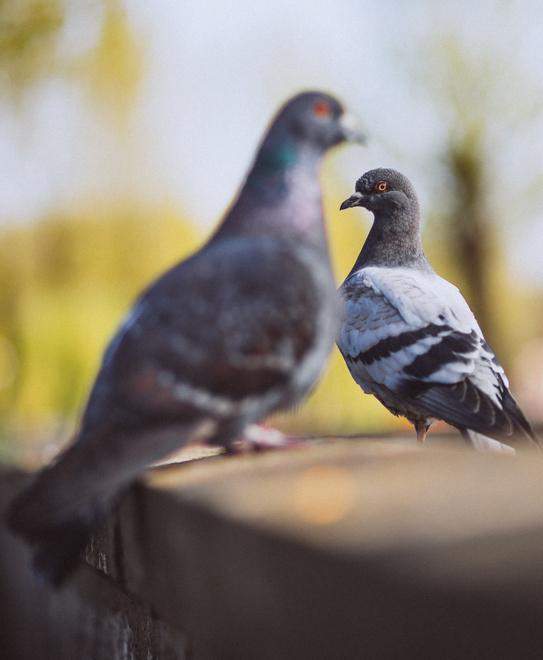 San Giuliano, guerra sui piccioni: protesta animalista nel giorno del via all’abbattimento<br>
