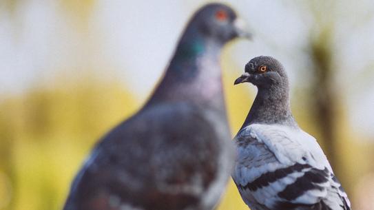 San Giuliano, guerra sui piccioni: protesta animalista nel giorno del via all’abbattimento<br>