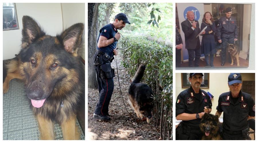 Firenze, addio al cane Batman: i carabinieri piangono il pastore delle grandi operazioni anti-droga