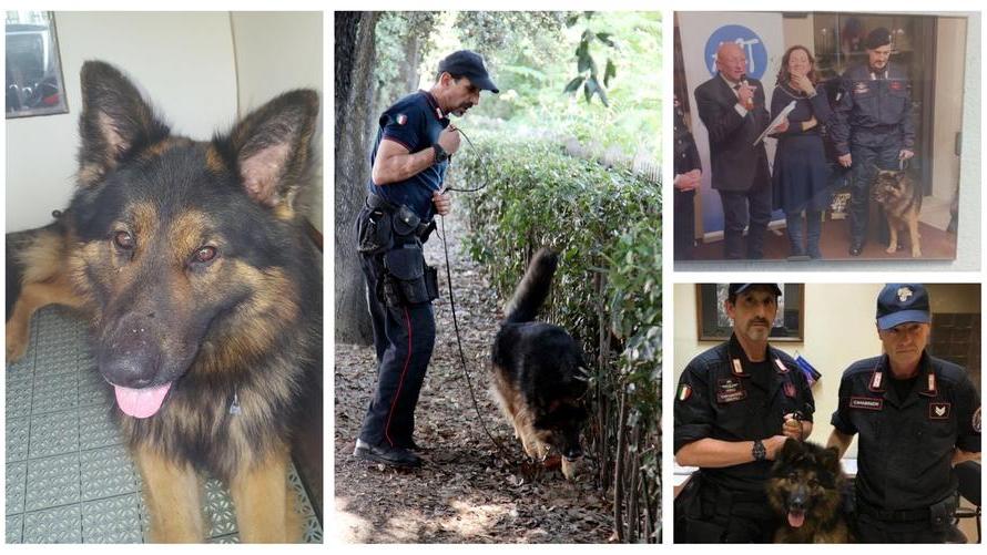 Firenze, addio al cane Batman: i carabinieri piangono il pastore delle grandi operazioni anti-droga