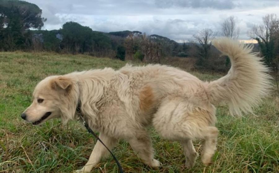 A passeggio con gli ospiti del canile comunale di Livorno