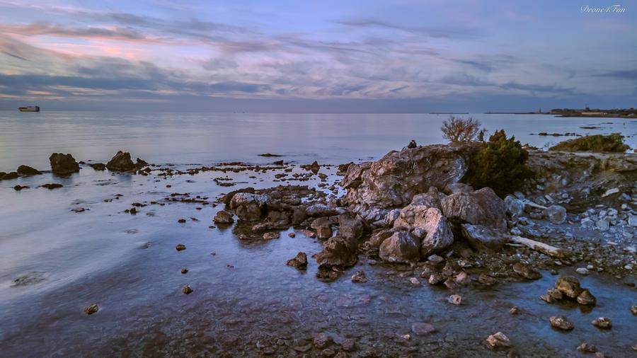 Livorno e la tamerice dei Macchiaioli: grazie a Marc Anthony Saylon