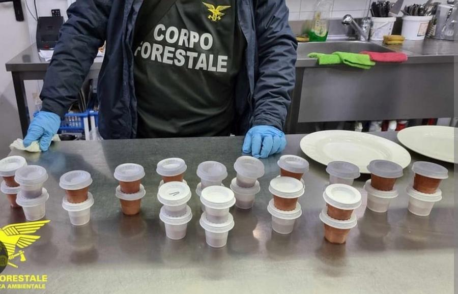 Maxi sequestro di ricci a Cagliari e Quartu