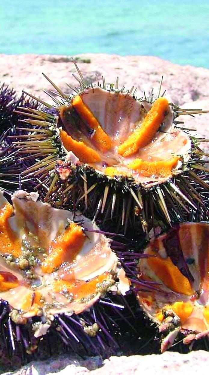 <usng-titolo-spec>Riccio di mare a rischio: ristoratori la sostenibilità entri nei vostri menù</usng-titolo-spec>