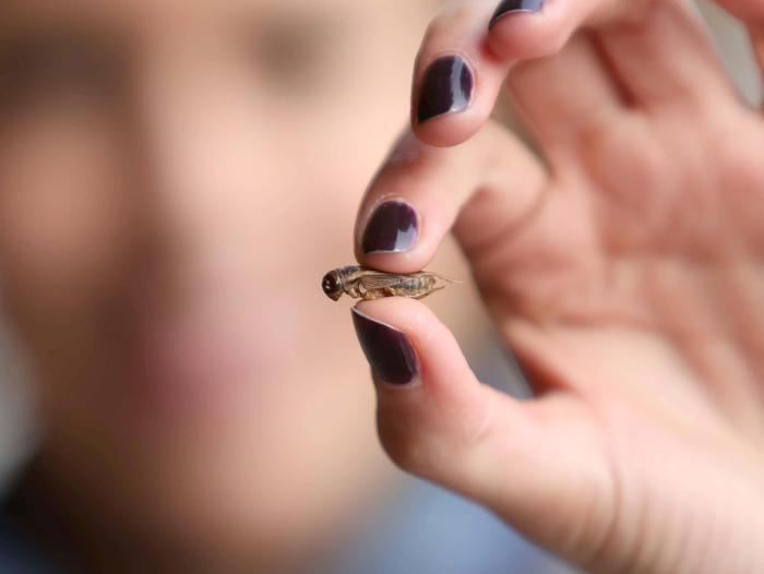 Gli insetti potrebbero essere il nostro cibo del futuro? Non siate schizzinosi: questa è una buona notizia