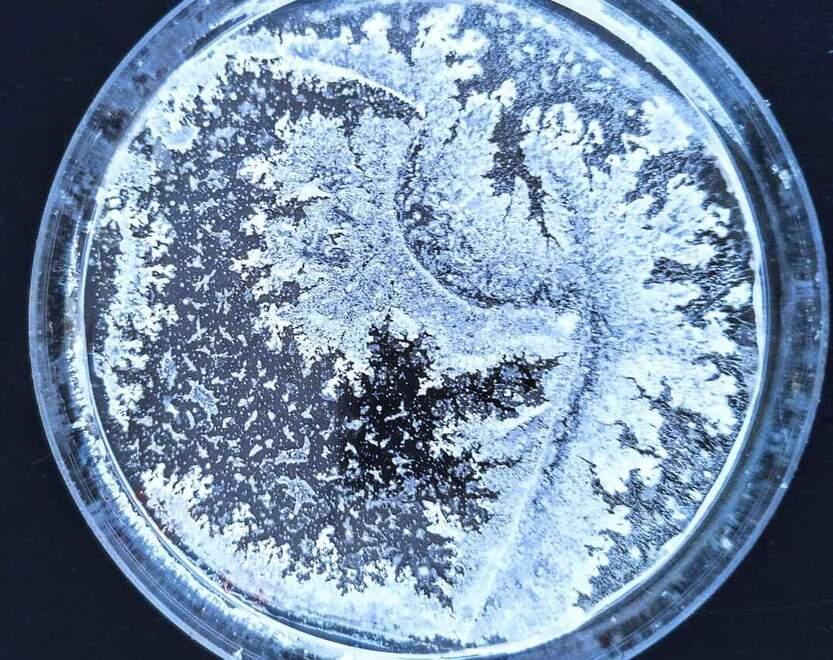 La bellezza rivelata al microscopio