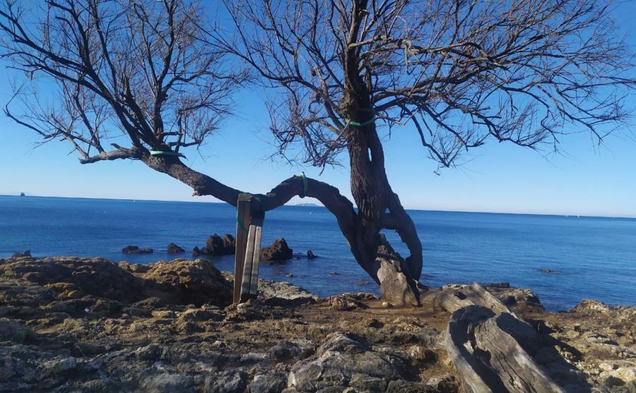Livorno e il suo buon lunedì con la storica tamerice di Manuela Boldrini