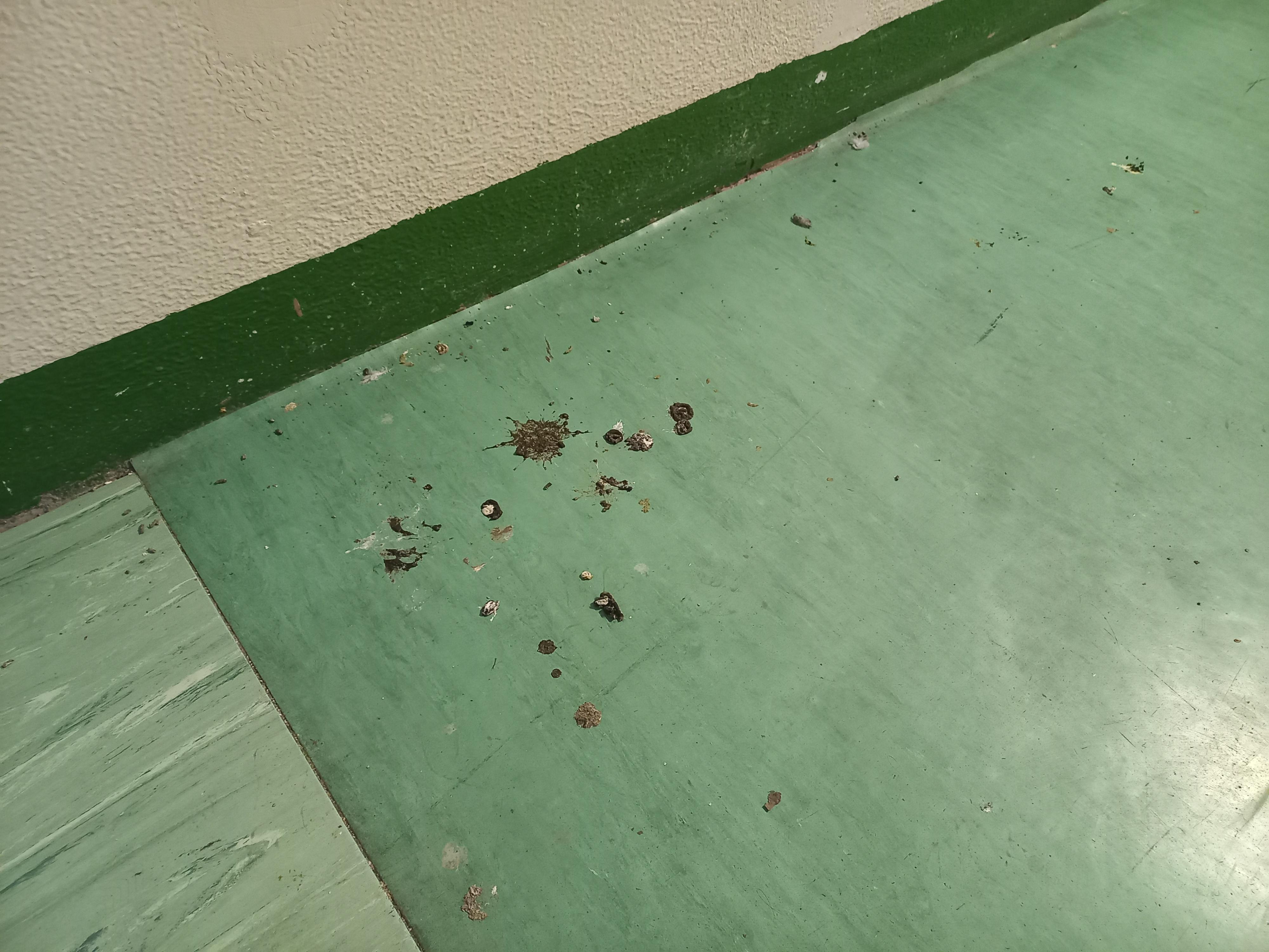 Ferrara, piccioni dentro la cittadella San Rocco. Soluzione temporanea: finestre chiuse