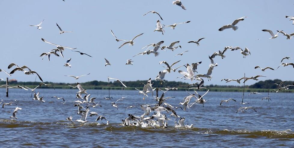Lidi, gabbiani e piccioni invadenti rischiano di rovinare l’estate