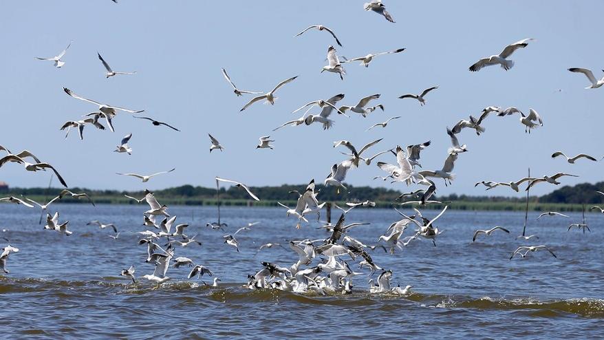 Lidi, gabbiani e piccioni invadenti rischiano di rovinare l’estate