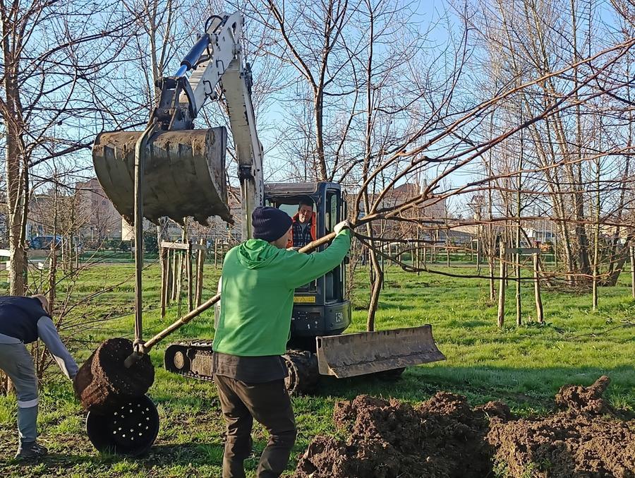Pisa, sostituiti gli alberi seccati al Parco Europa a Cisanello: «Operazione a costo zero»