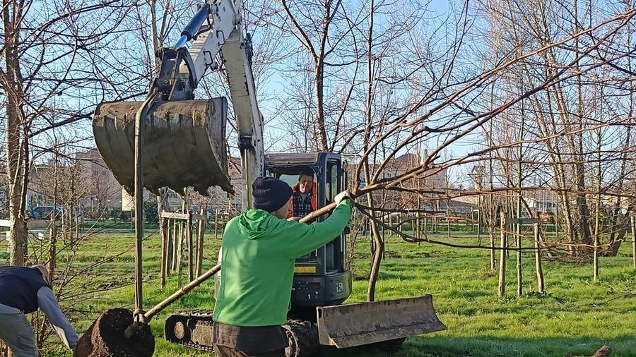 Pisa, sostituiti gli alberi seccati al Parco Europa a Cisanello: «Operazione a costo zero»