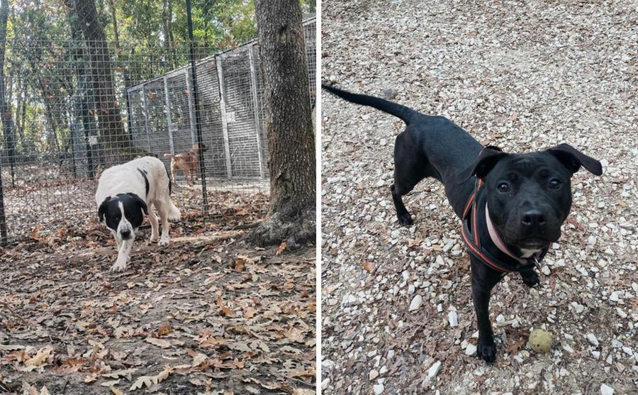 Livorno, i cani Kira e Bosco cercano una famiglia tutta per loro
