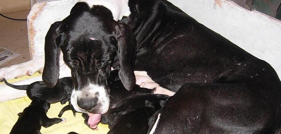 Portomaggiore, malattie non dichiarate: frode nella vendita di cani