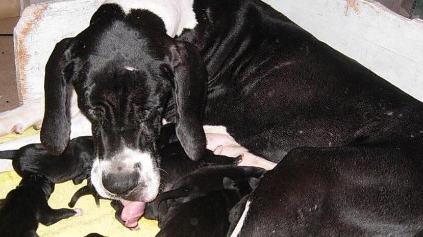 Portomaggiore, malattie non dichiarate: frode nella vendita di cani