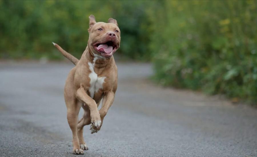 Il suo pitbull incustodito azzannò madre e figlia in strada: denunciata 34enne di Carbonia