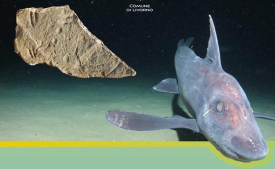 Livorno e i fossili di Quercianella: la straordinaria scoperta si racconta
