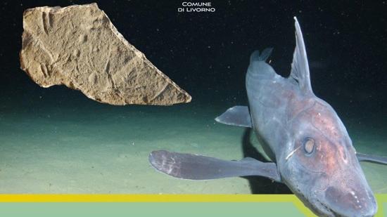 Livorno e i fossili di Quercianella: la straordinaria scoperta si racconta