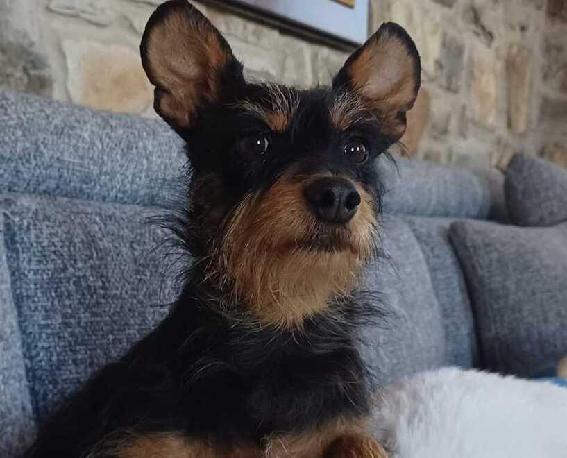 La cagnolina Zokky famosa sui social portata via dalla sua casa