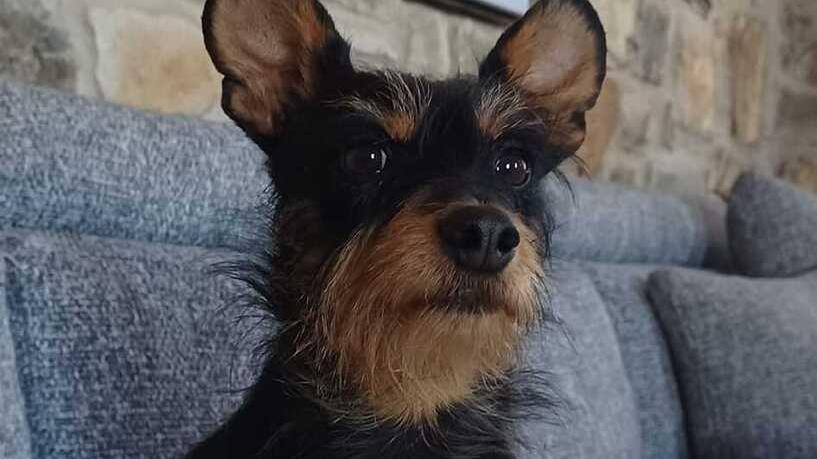 La cagnolina Zokky famosa sui social portata via dalla sua casa