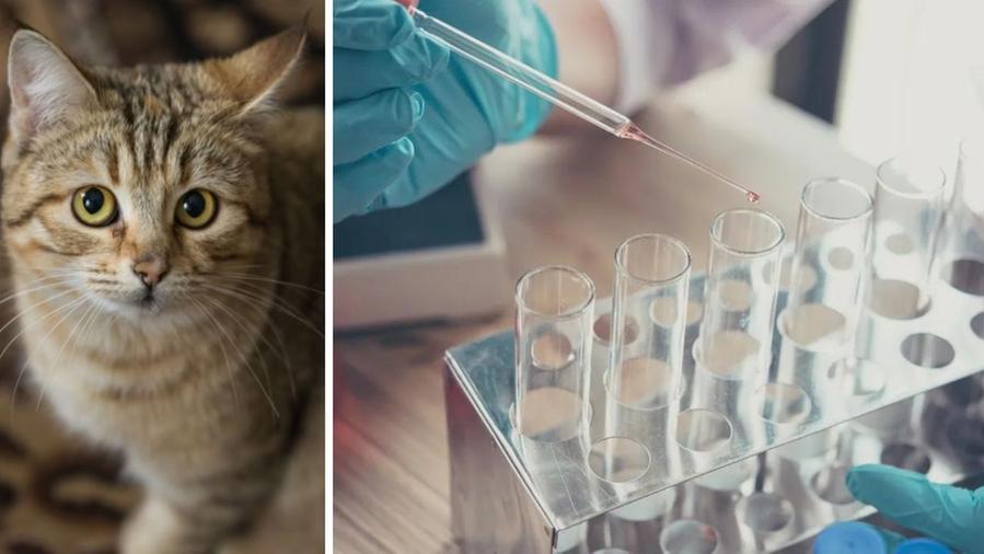 Peste bubbonica, spunta un caso: il contagio da un gatto, la malattia, i sintomi e come si cura