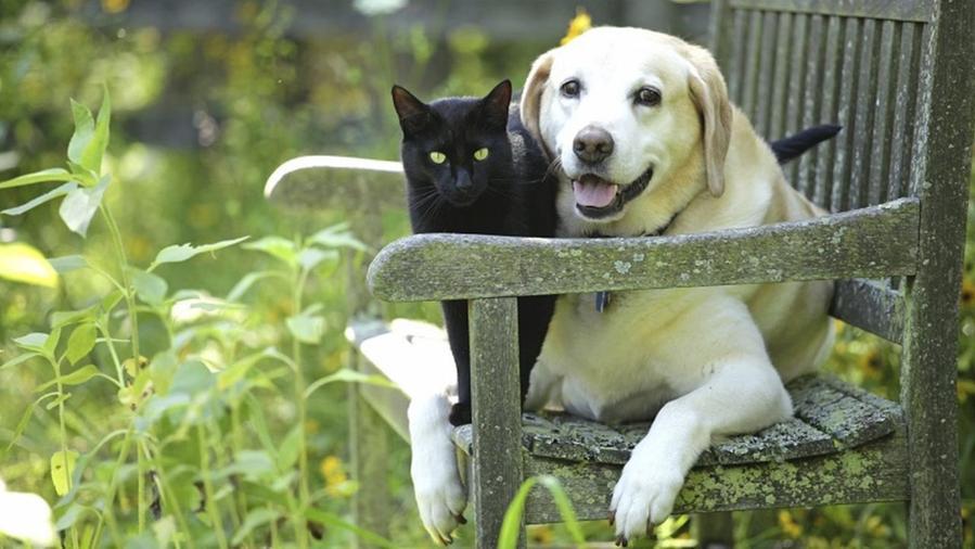 “I nostri pelosetti”: sul Tirreno le foto dei lettori con i loro animali, ecco come partecipare all’iniziativa