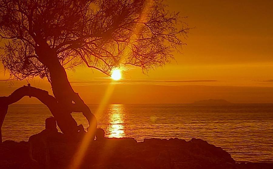 Livorno e il giovedì della tamerice al tramonto di Cristina Dani