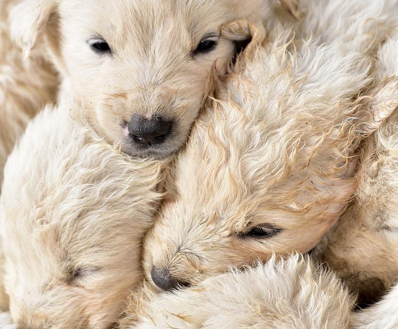 Cento, traffico di cani dall’estero. Chiesta la condanna a 2 anni