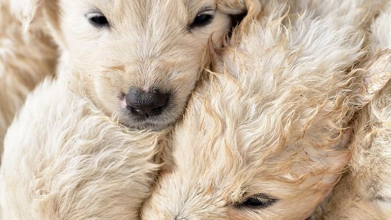 Cento, traffico di cani dall’estero. Chiesta la condanna a 2 anni