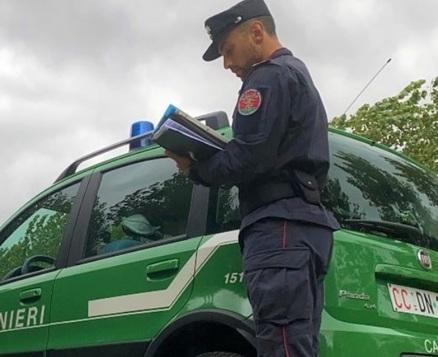 Portomaggiore, agricoltore abbatte oltre 60 alberi. Erano in area protetta: multato