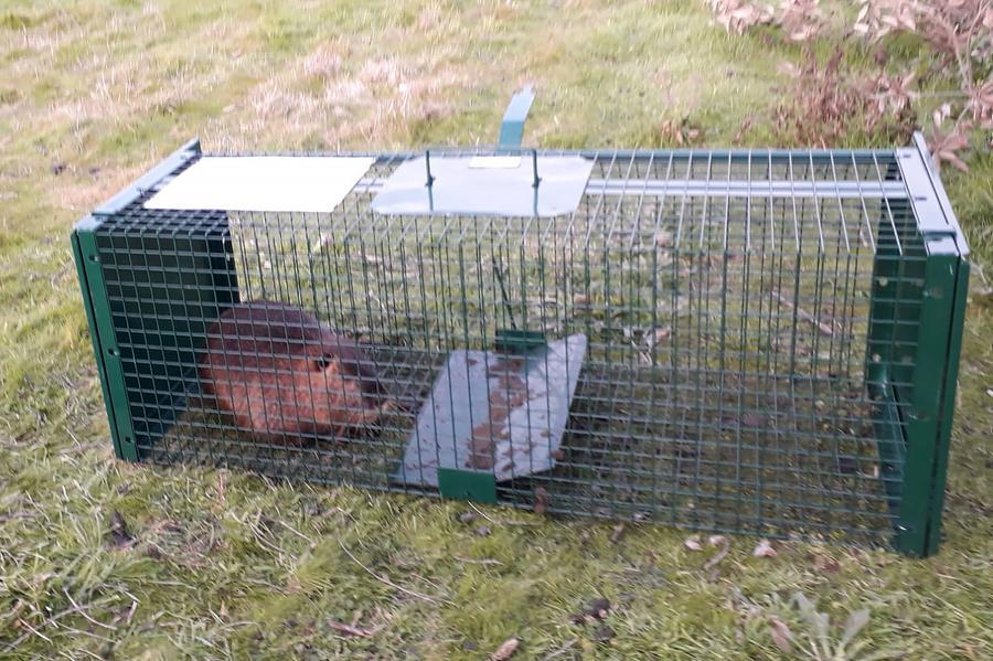 Renazzo, spaccate le gabbie anti nutria: «È stata un’azione di sabotaggio»