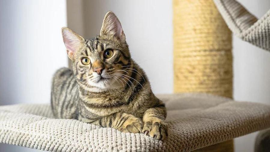Giornata del gatto: ecco perché da 24 anni si festeggia il 17 febbraio