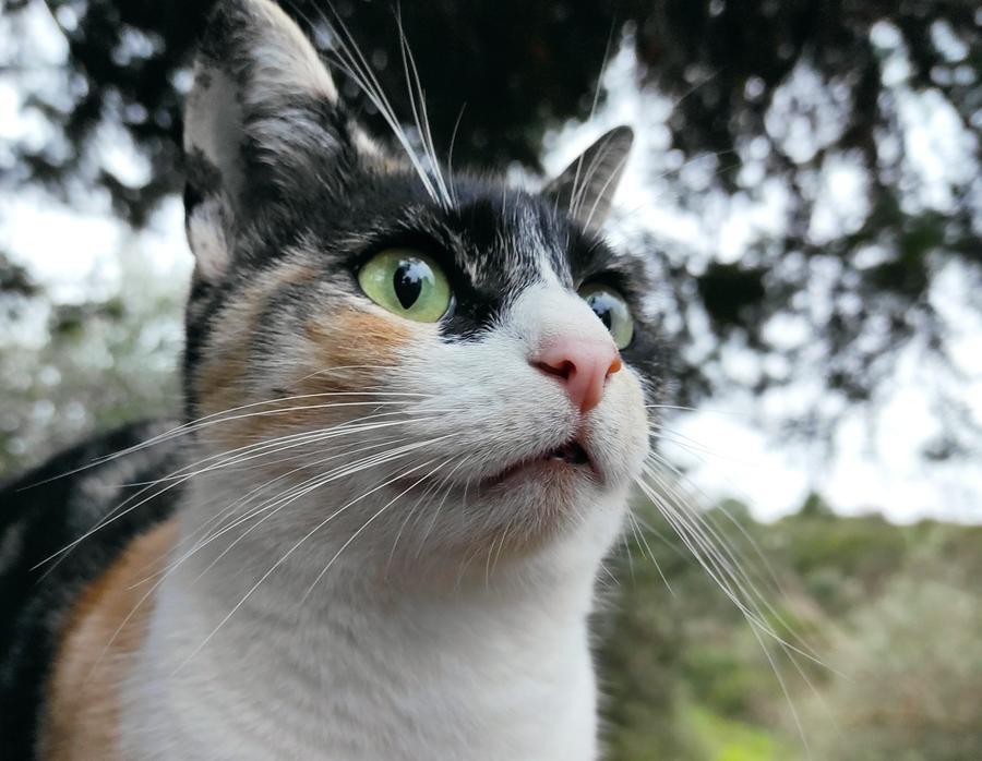 Oggi in Italia è la giornata nazionale del gatto La Nuova Sardegna