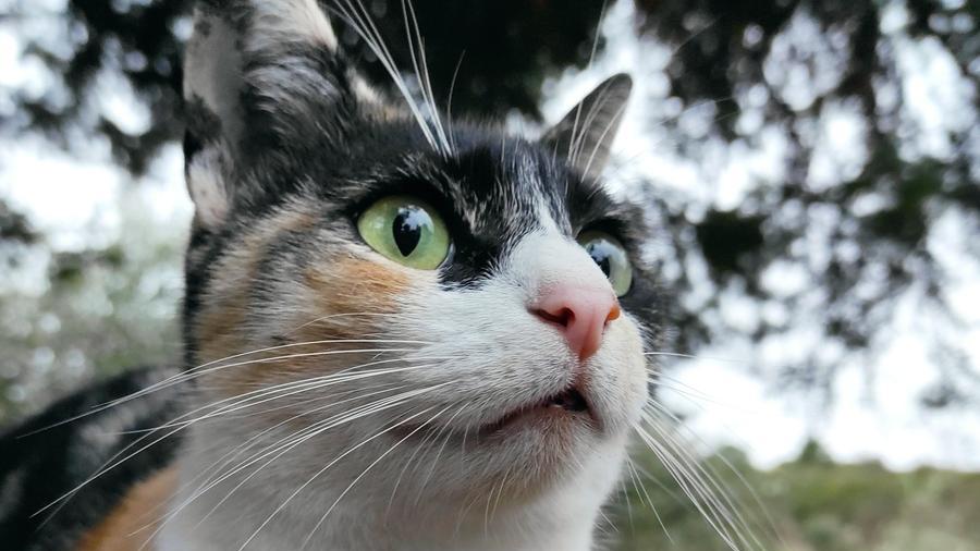 Oggi in Italia è la giornata nazionale del gatto