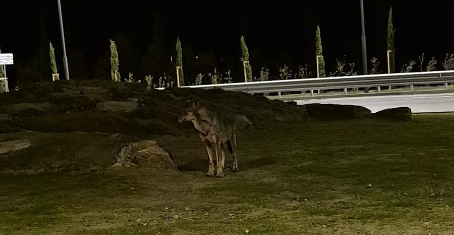 «Un lupo alla rotatoria di Montenero». La segnalazione di un lettore a Livorno