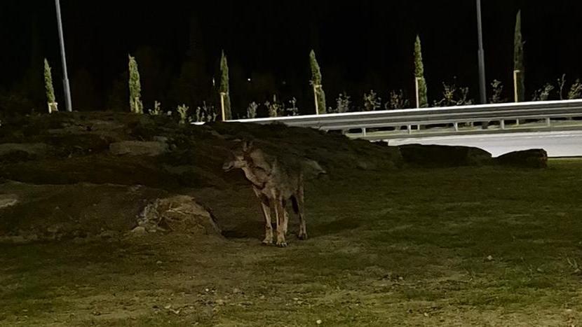 «Un lupo alla rotatoria di Montenero». La segnalazione di un lettore a Livorno