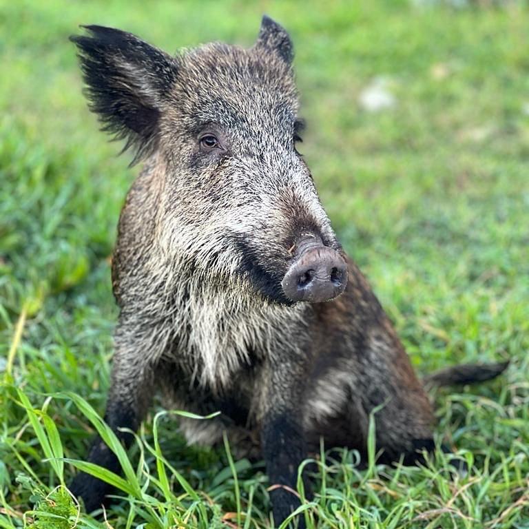 
	La cinghialetta Maddy vivr&agrave; in un santuario per animali liberi a Telti&nbsp;

