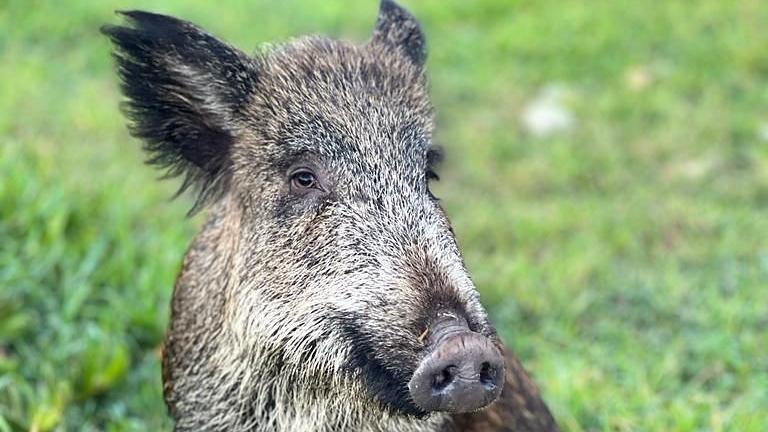 La cinghialetta Maddy vivrà in un santuario per animali liberi a Telti 