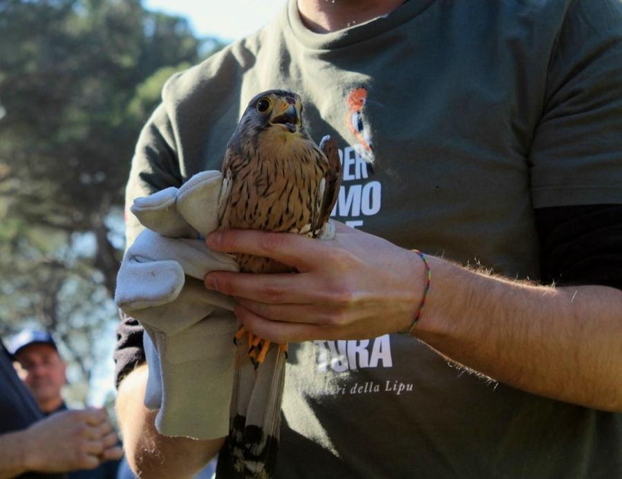 Livorno, liberati quattro rapaci al parco di Villa Corridi