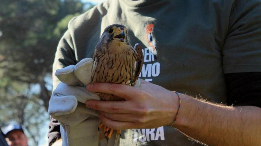 Livorno, liberati quattro rapaci al parco di Villa Corridi