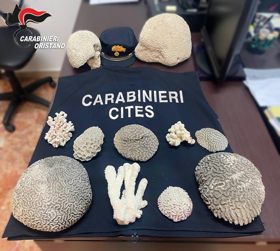 
	Alcuni dei coralli ritrovati e ora sotto sequestro

